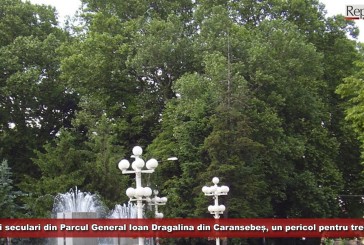 Platanii seculari din Parcul General Ioan Dragalina din Caransebeș, un pericol pentru trecători?