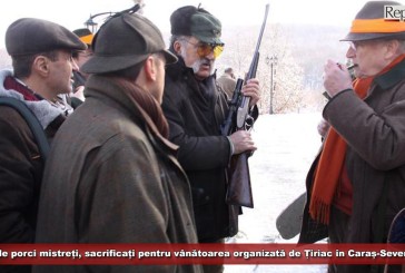 Aproximativ 120 de porci mistreți, sacrificați pentru partida de vânătoare organizată de Țiriac în Caraș-Severin!
