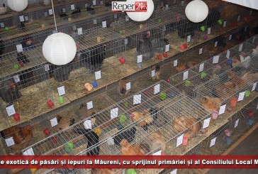 Expoziție exotică de păsări și iepuri, în premieră, la Măureni!