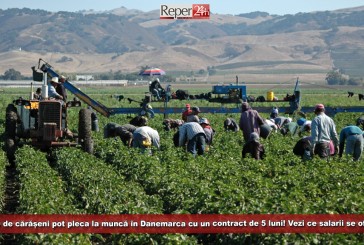 100 de cărășeni pot pleca la muncă în Danemarca cu un contract de 5 luni! Vezi ce salarii se oferă