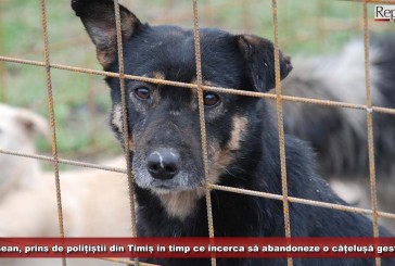 Cărășean, prins de polițiști în timp ce încerca să abandoneze o cățelușă gestantă în județul Timiș!