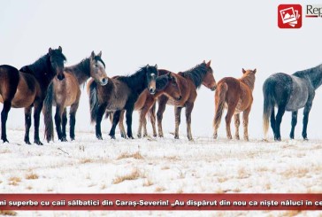 Caii sălbatici din Caraș-Severin, surprinși în imagini superbe! „Au dispărut din nou ca niște năluci în ceață”!