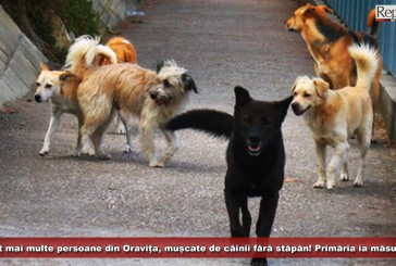 Tot mai multe persoane din Oravița, mușcate de câinii fără stăpân! Primăria ia măsuri!