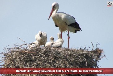 Berzele din Caraș-Severin și Timiș, protejate de electrocutare!