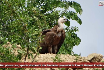 Un vultur pleșuv sur, specie dispărută din România, semnalat în Parcul Natural Porțile de Fier!