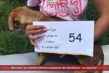 Bocșenii au înțeles! Ultima campanie de sterilizare – un succes!