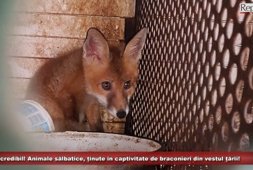 Incredibil! Animale sălbatice, ținute în captivitate de braconieri din vestul țării! Doi bărbați, duși la audieri!