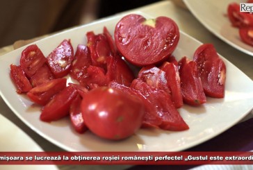La Timișoara se lucrează la obținerea roșiei românești perfecte! „Gustul este extraordinar”!