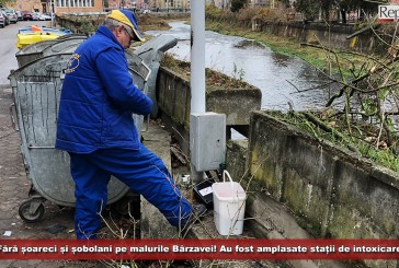 Fără șoareci și șobolani pe malurile Bârzavei! Au fost amplasate stații de intoxicare!