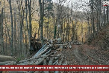 Drum județean, blocat cu bușteni! Vicele Popovici cere intervenția Gărzii Forestiere și a Direcției Silvice!