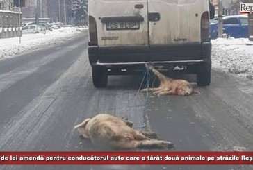 UPDATE: Conducătorul auto care a târât două animale pe străzile Reșiței, amendat și de DSV!