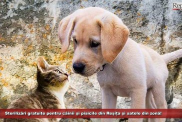 Sterilizări gratuite pentru câinii și pisicile din Reșița și satele din zonă!
