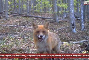 O vulpe curioasă ieșită la vânătoare, surprinsă de camerele de filmat din Parcul Național Semenic – Cheile Carașului