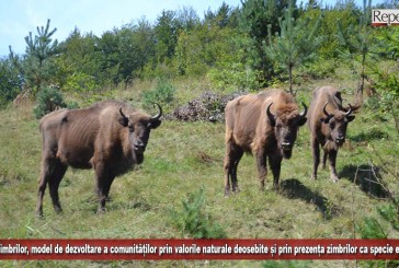 Măgura Zimbrilor, model de dezvoltare a comunităților prin valorile naturale deosebite și prin prezența zimbrilor ca specie emblemă