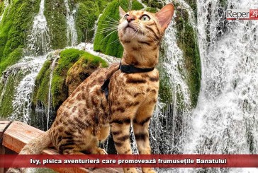 Ivy, pisica aventurieră care promovează frumusețile Banatului