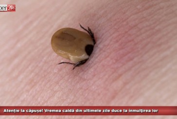 Atenție la căpușe! Vremea caldă din ultimele zile duce la înmulţirea lor
