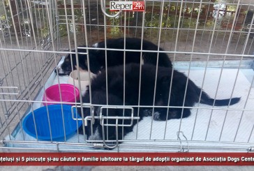 20 de cățeluși și 5 pisicuțe și-au căutat o familie iubitoare la târgul de adopții organizat de Asociația Dogs Center Reșița