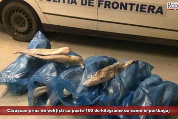 Cărășean prins de polițiști cu peste 100 de kilograme de somn în portbagaj