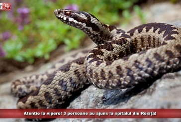 Atenție la vipere! 3 persoane au ajuns la spitalul din Reșița!