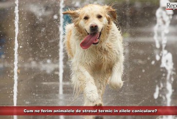 Cum ne ferim animalele de stresul termic în zilele caniculare?