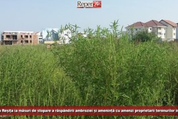Primăria Reșița ia măsuri de stopare a răspândirii ambroziei și amenință cu amenzi proprietarii terenurilor infestate