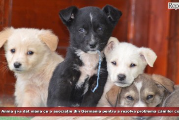 Primăria Anina și-a dat mâna cu o asociație din Germania pentru a rezolva problema câinilor fără stăpân din oraș!