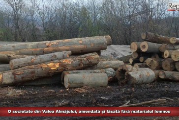 Amendată și lăsată fără material lemnos! Pagubă de peste 60.000 de lei pentru o societate din Valea Almăjului!