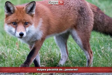 Vulpea păcălită de…jandarmi!