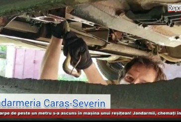 Un șarpe lung de peste un metru s-a ascuns în mașina unui reșițean! Jandarmii, chemați în ajutor