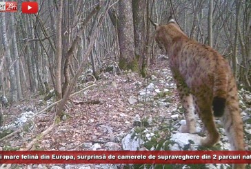 Caraș-Severin: Cea mai mare felină din Europa, surprinsă de camerele de supraveghere din două parcuri naționale din județ