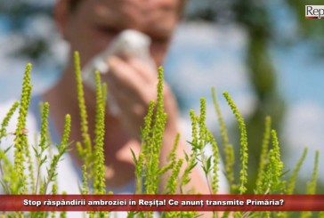 Stop răspândirii ambroziei în Reșița! Ce anunț transmite Primăria?