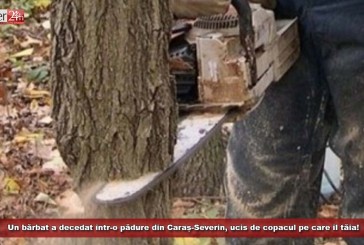 Un bărbat a decedat într-o pădure din Caraș-Severin, ucis de copacul pe care îl tăia!