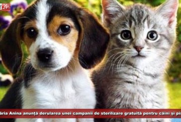 Primăria Anina anunță derularea unei campanii generale de sterilizare gratuită pentru câini și pisici
