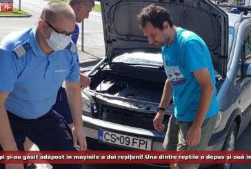 Doi șerpi și-au găsit adăpost în mașinile a doi reșițeni! Una dintre reptile a depus și ouă în vehicul