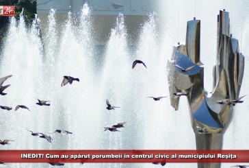 INEDIT! Cum au apărut porumbeii în centrul civic al municipiului Reșița