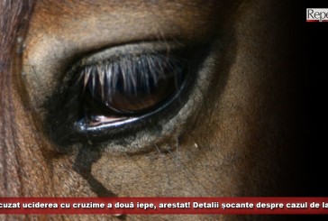 Tânăr acuzat de furtul și uciderea cu cruzime a două iepe, arestat preventiv! Detalii șocante despre cazul de la Ramna