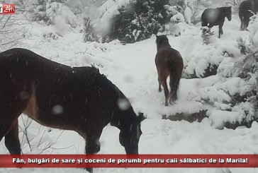 Fân, bulgări de sare și coceni de porumb, pentru caii sălbatici de la Marila!