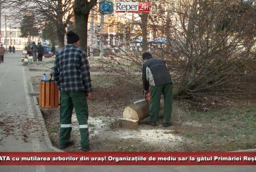 GATA cu mutilarea arborilor din oraș! Organizațiile de mediu sar la gâtul Primăriei Reșița!