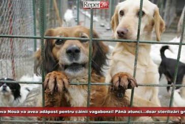 Moldova Nouă va avea adăpost pentru câinii vagabonzi! Până atunci…doar sterilizări gratuite
