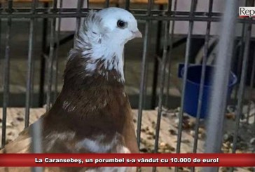 La Caransebeş, un porumbel s-a vândut cu 10.000 de euro!
