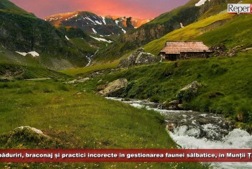 Despăduriri, braconaj și practici incorecte în gestionarea faunei sălbatice, în Situl Natura 2000 din Munții Țarcu!