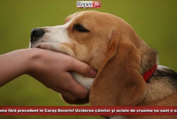 Campanie fără precedent în Caraș-Severin! Uciderea câinilor şi actele de cruzime nu sunt o soluție!