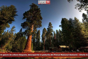 [VIDEO] O specie de arbore Sequoia, descoperită în pădurile din Parcul Național Semenic – Cheile Carașului