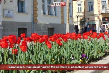 Caransebeş, municipiul florilor! Mii de lalele și panseluțe colorează orașul!
