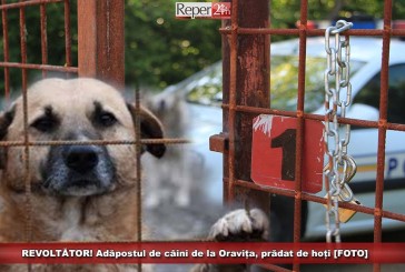 REVOLTĂTOR! Adăpostul de câini de la Oravița, prădat de hoți [FOTO]