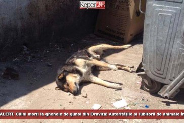 NEWS ALERT! Câini morți la ghenele de gunoi din Oravița! Autoritățile și iubitorii de animale, în alertă