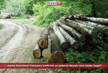 Garda Forestieră Timișoara confirmă că pădurile Reșiței sunt tăiate ilegal?