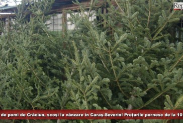 300 de pomi de Crăciun, scoși la vânzare de Direcția Silvică din Caraș-Severin! Prețurile pornesc de la 10 lei!