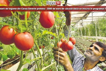 Cultivatorii de legume din Caraș-Severin primesc 3000 de euro de căciulă dacă se înscriu în programul Tomate