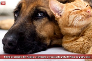Câinii și pisicile din Reșița, sterilizați și vaccinați gratuit! Timp de patru zile!